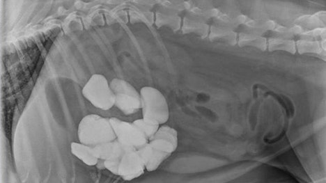 A dog with an abnormal appetite that left the pooch with rock hard abs underwent emergency surgery at BluePearl Veterinary hospital in Eden Prairie, Minn., on Wednesday to remove  rocks weighing almost  lbs.